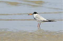 Little Tern